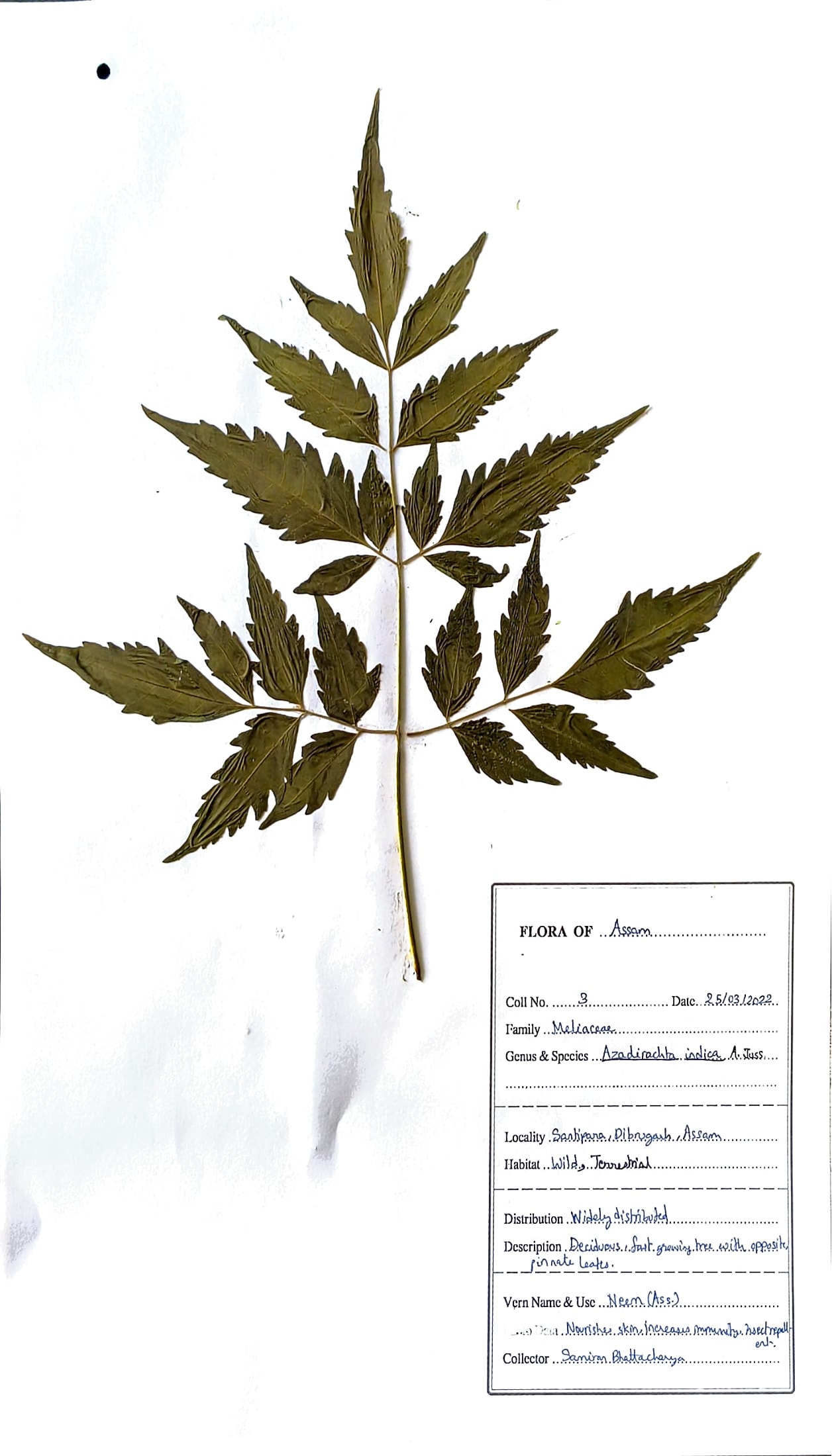 Nim (Ass.) (Herbarium)